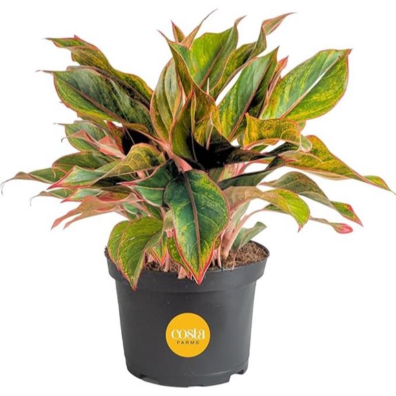 Costa Farms Chinese Evergreen Houseplant in Pot