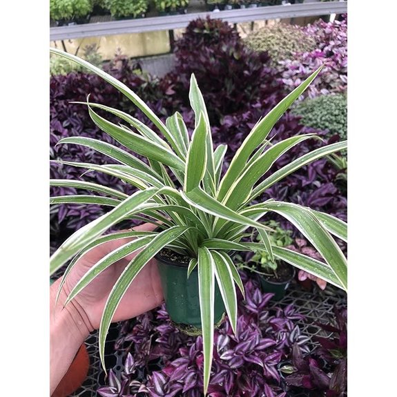 Variegated Spider Plant - Large Air-Purifying Houseplant
