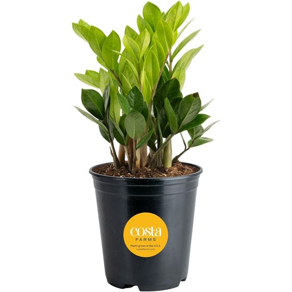 Costa Farms ZZ Live Plant in Plastic Pot