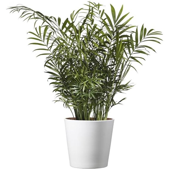 American Parlor Palm Indoor Houseplant