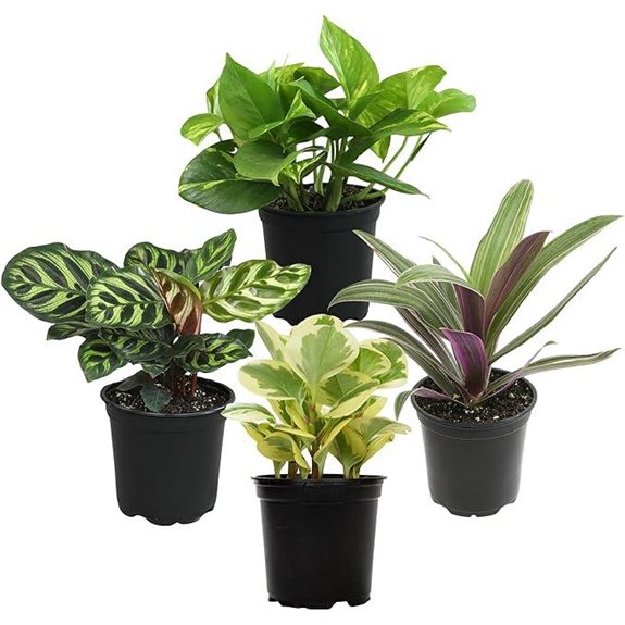 Essential Houseplant Collection (4 Pack) Indoor Plants