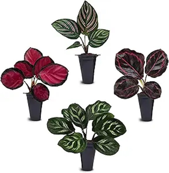Calathea 4-Pack Live Indoor Tropical Plants