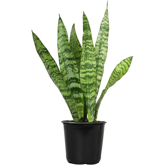 Sansevieria Zeylanica Live Snake Plant in Pot